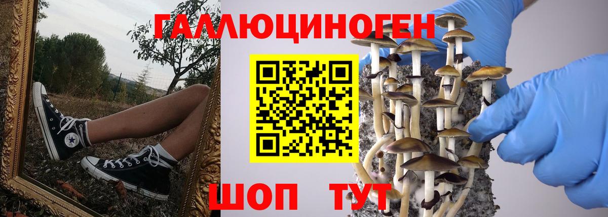 Псилоцибиновые грибы Cubensis Красноярск
